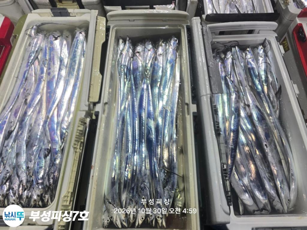 낚시뚜,갈치,통영영운리항,부성피싱7호,낚시뚜31