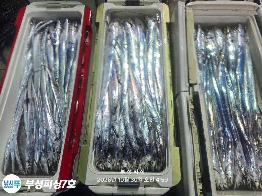 낚시뚜,갈치,통영영운리항,부성피싱7호,낚시뚜30