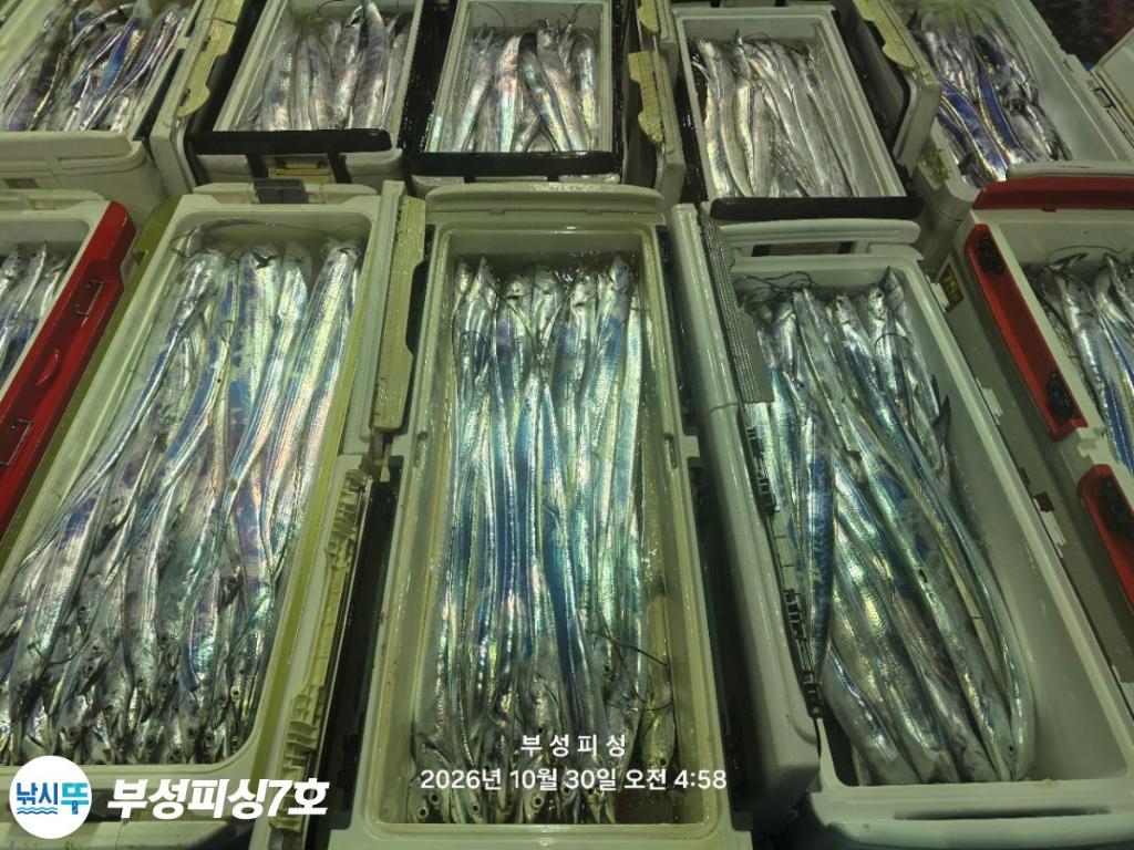 낚시뚜,갈치,통영영운리항,부성피싱7호,낚시뚜26