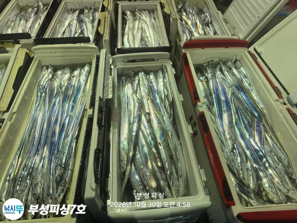 낚시뚜,갈치,통영영운리항,부성피싱7호,낚시뚜28