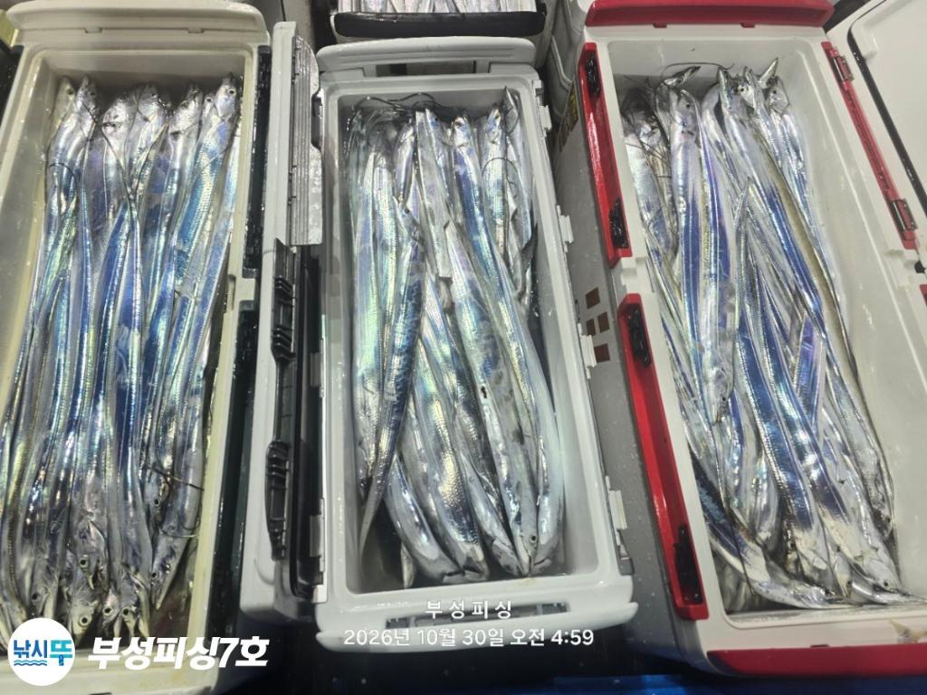 낚시뚜,갈치,통영영운리항,부성피싱7호,낚시뚜29