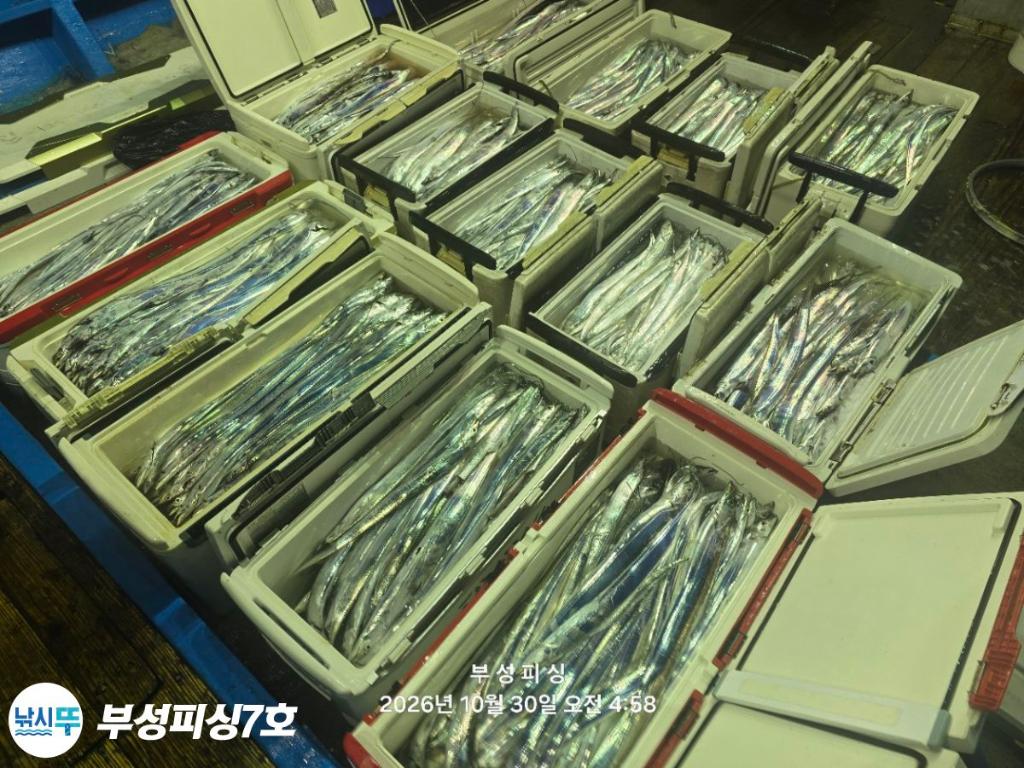 낚시뚜,갈치,통영영운리항,부성피싱7호,낚시뚜25