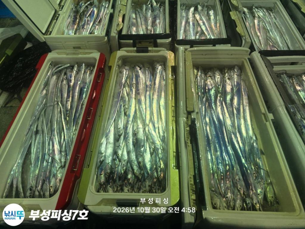 낚시뚜,갈치,통영영운리항,부성피싱7호,낚시뚜27