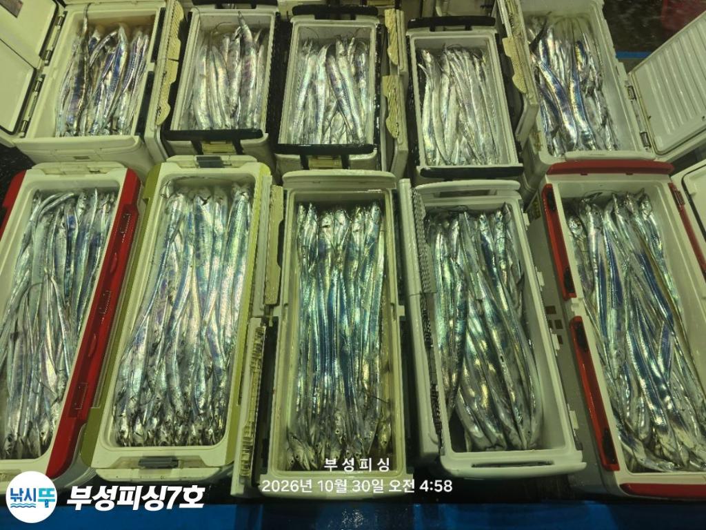 낚시뚜,갈치,통영영운리항,부성피싱7호,낚시뚜21