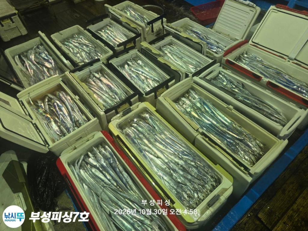 낚시뚜,갈치,통영영운리항,부성피싱7호,낚시뚜23