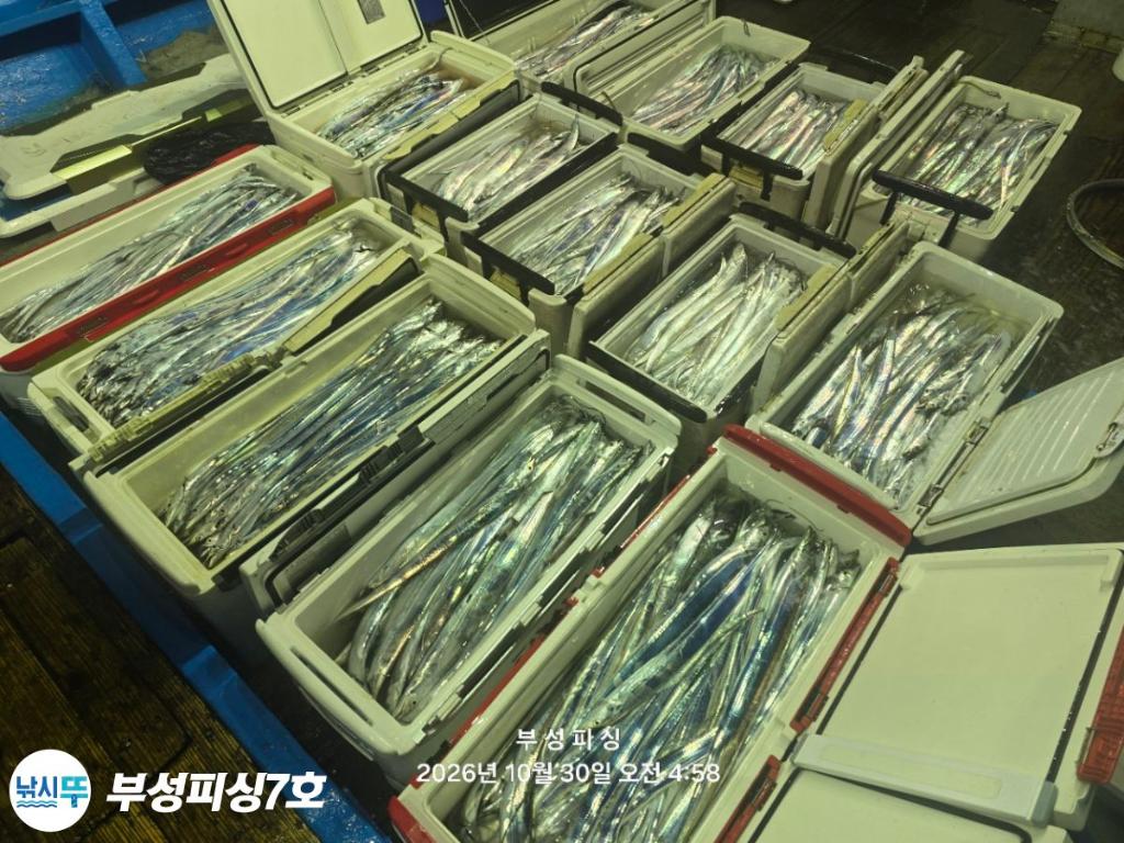 낚시뚜,갈치,통영영운리항,부성피싱7호,낚시뚜24