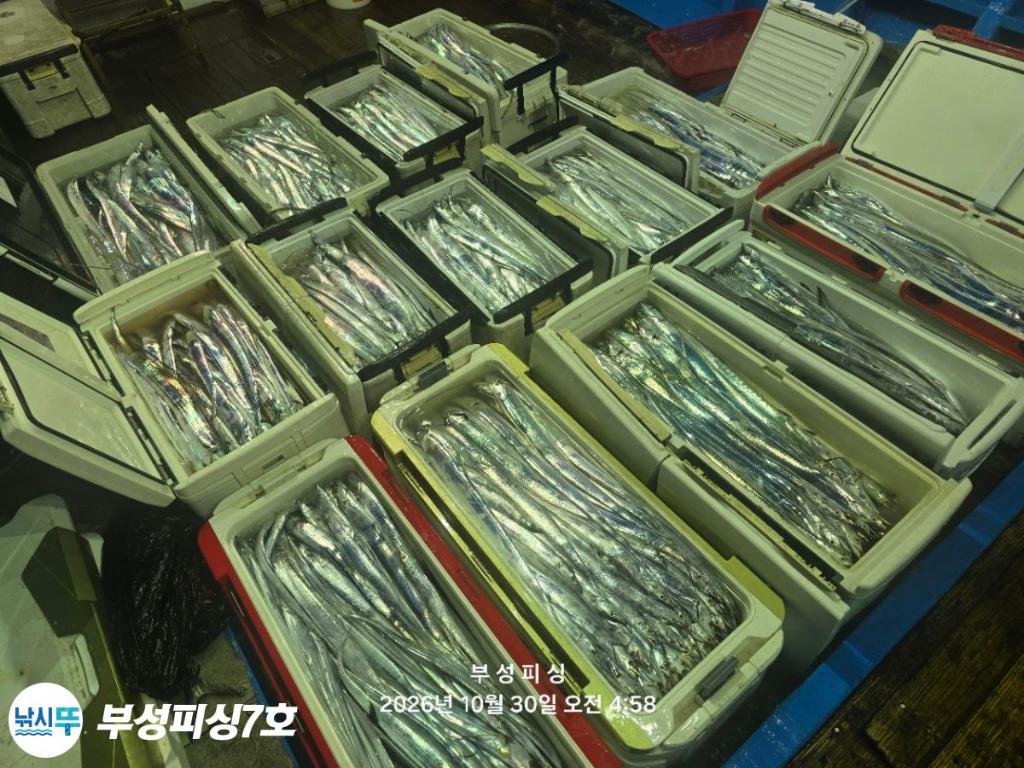 낚시뚜,갈치,통영영운리항,부성피싱7호,낚시뚜22