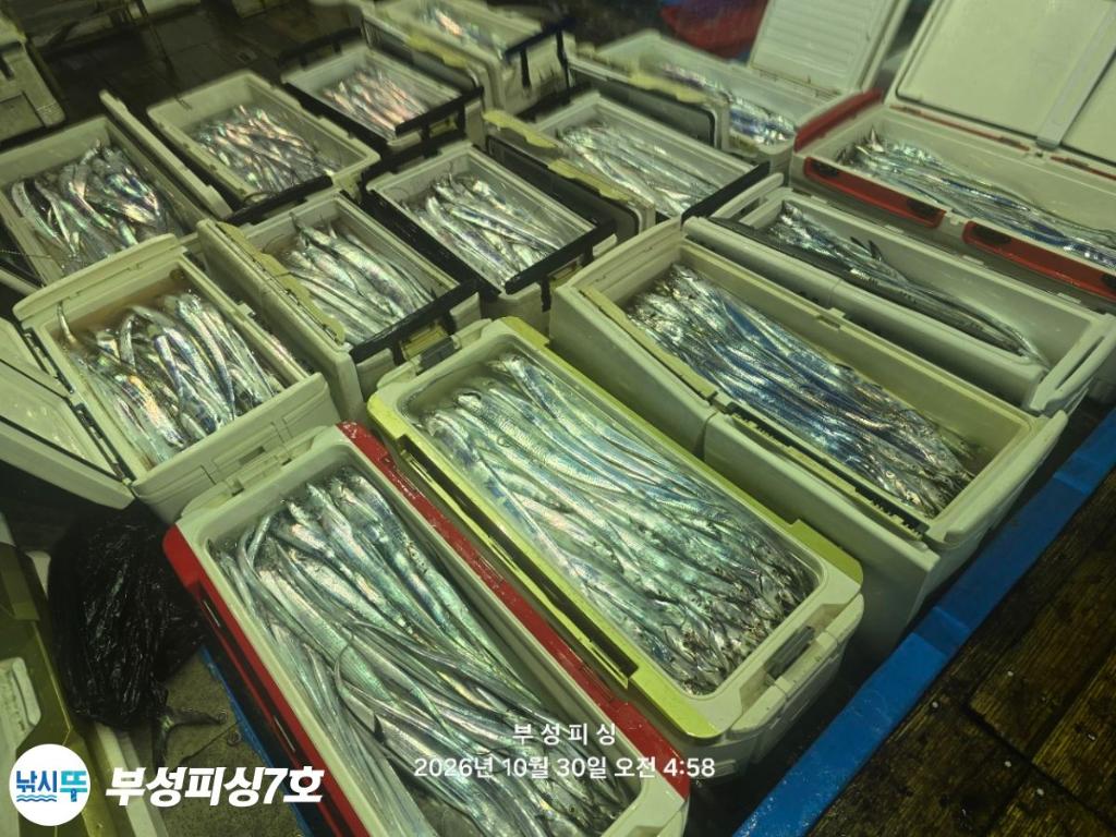 낚시뚜,갈치,통영영운리항,부성피싱7호,낚시뚜2