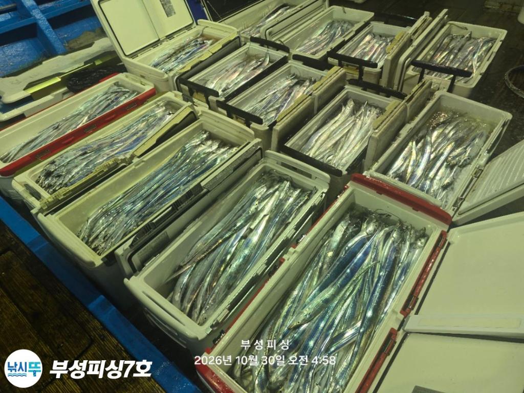 낚시뚜,갈치,통영영운리항,부성피싱7호,낚시뚜1