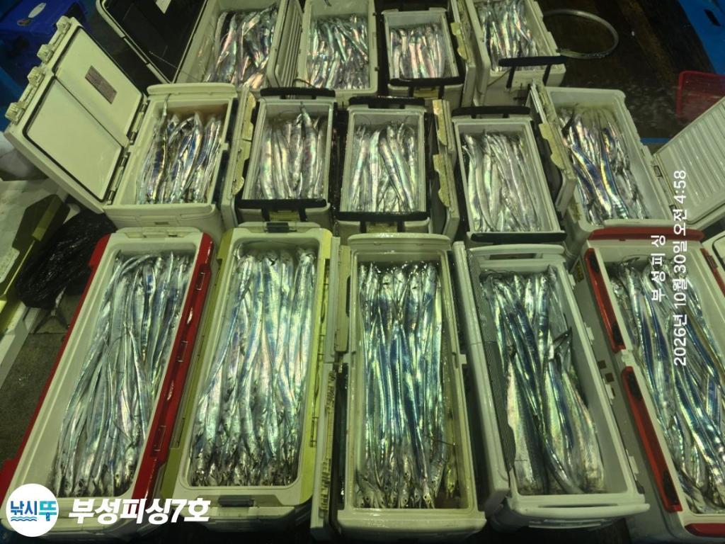 낚시뚜,갈치,통영영운리항,부성피싱7호,낚시뚜0