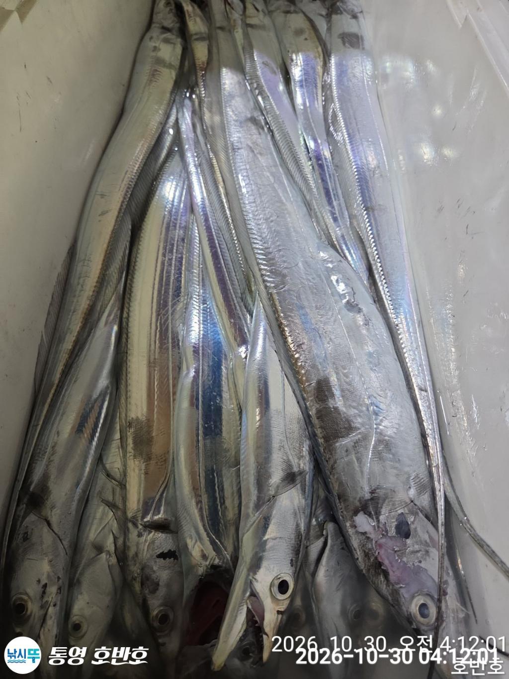 낚시뚜,갈치,통영 신전항,통영호반호,낚시뚜35