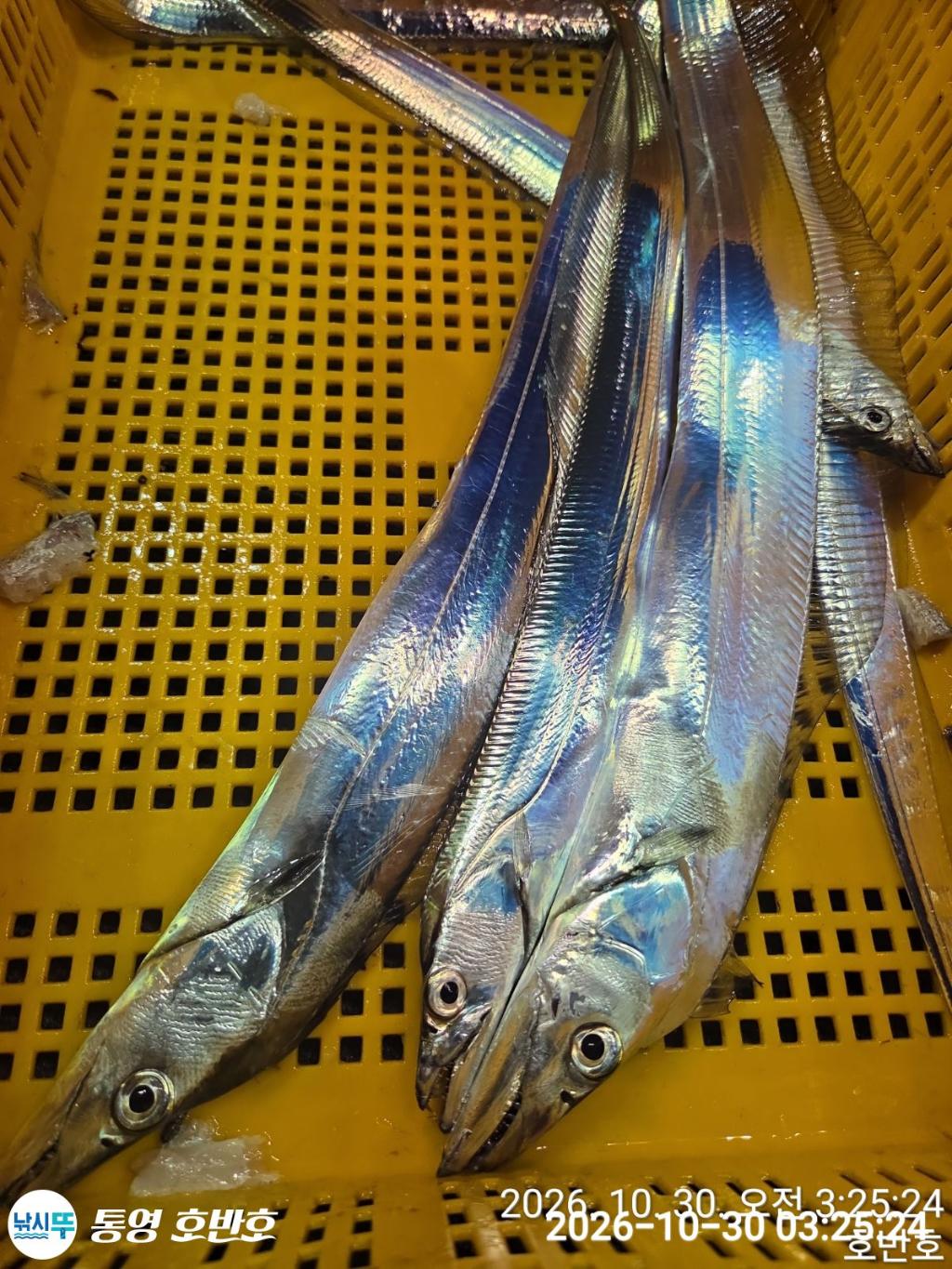 낚시뚜,갈치,통영 신전항,통영호반호,낚시뚜33