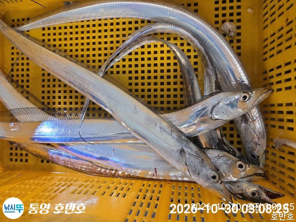 낚시뚜,갈치,통영 신전항,통영호반호,낚시뚜32