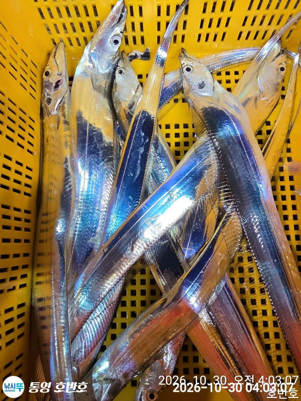 낚시뚜,갈치,통영 신전항,통영호반호,낚시뚜31