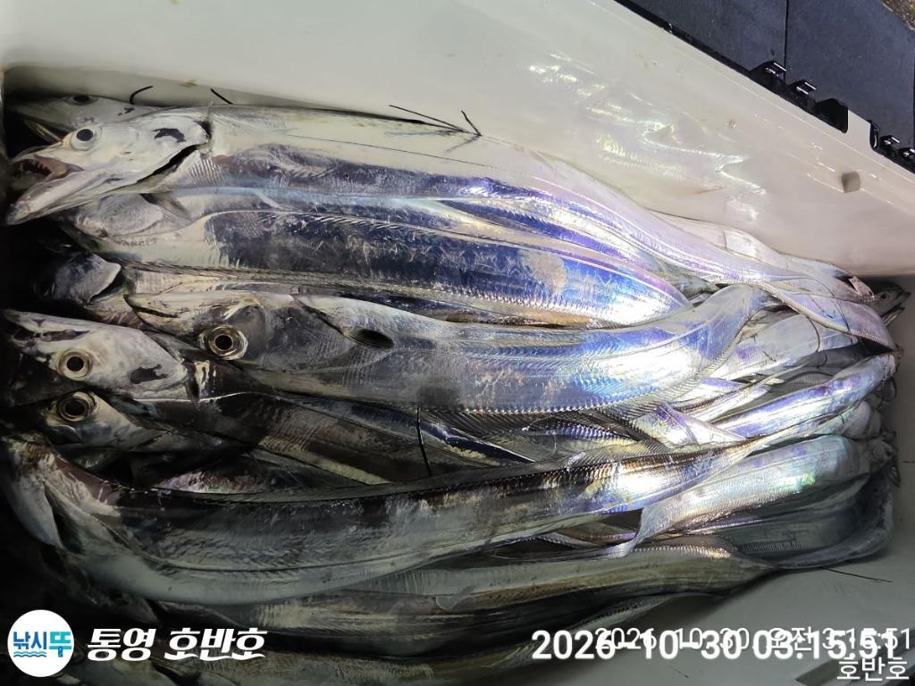낚시뚜,갈치,통영 신전항,통영호반호,낚시뚜27