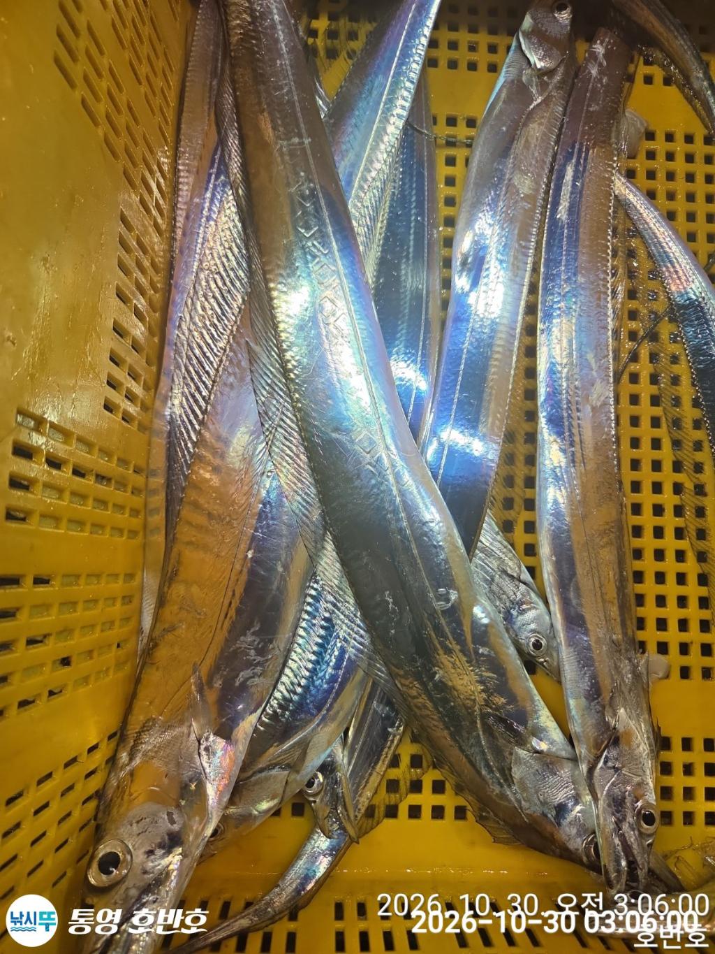 낚시뚜,갈치,통영 신전항,통영호반호,낚시뚜26