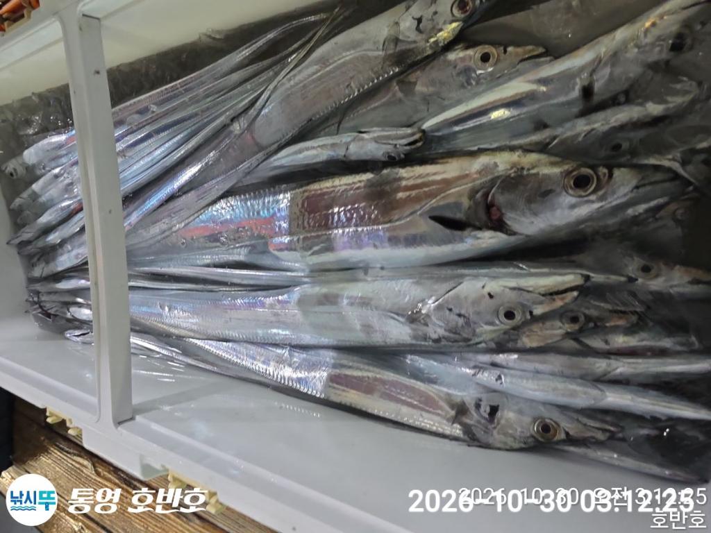 낚시뚜,갈치,통영 신전항,통영호반호,낚시뚜23