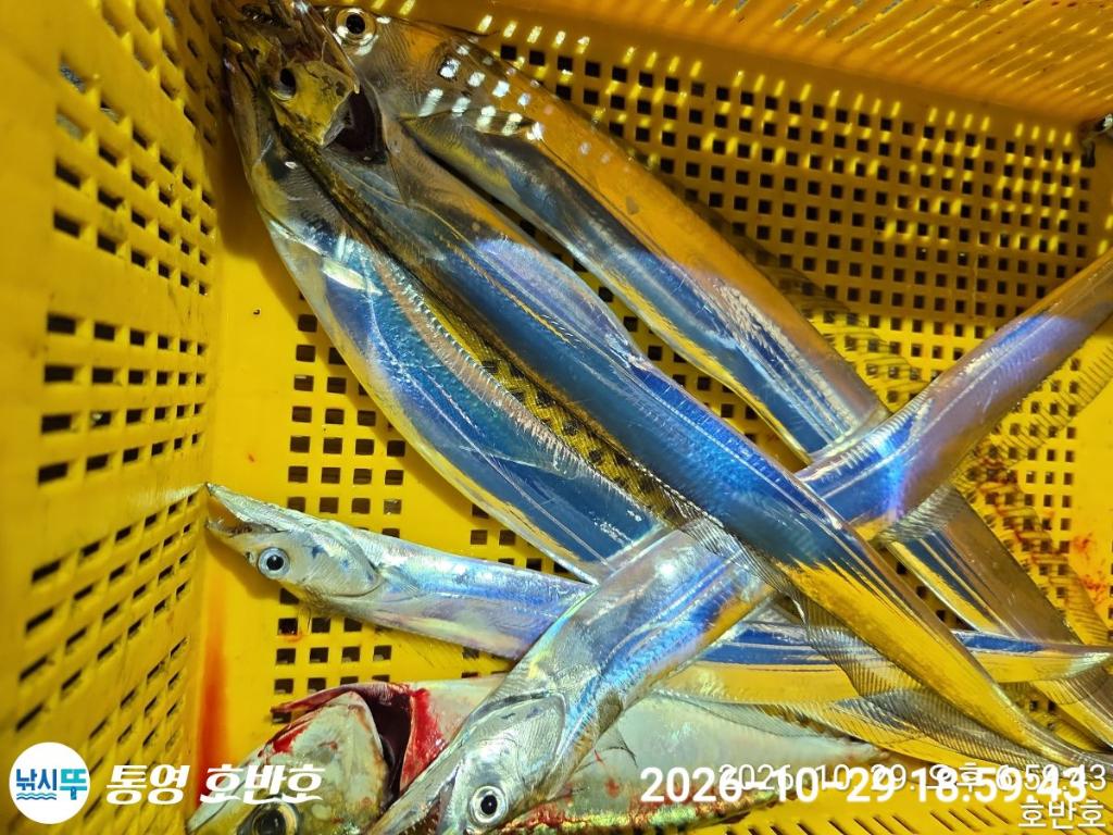 낚시뚜,갈치,통영 신전항,통영호반호,낚시뚜20