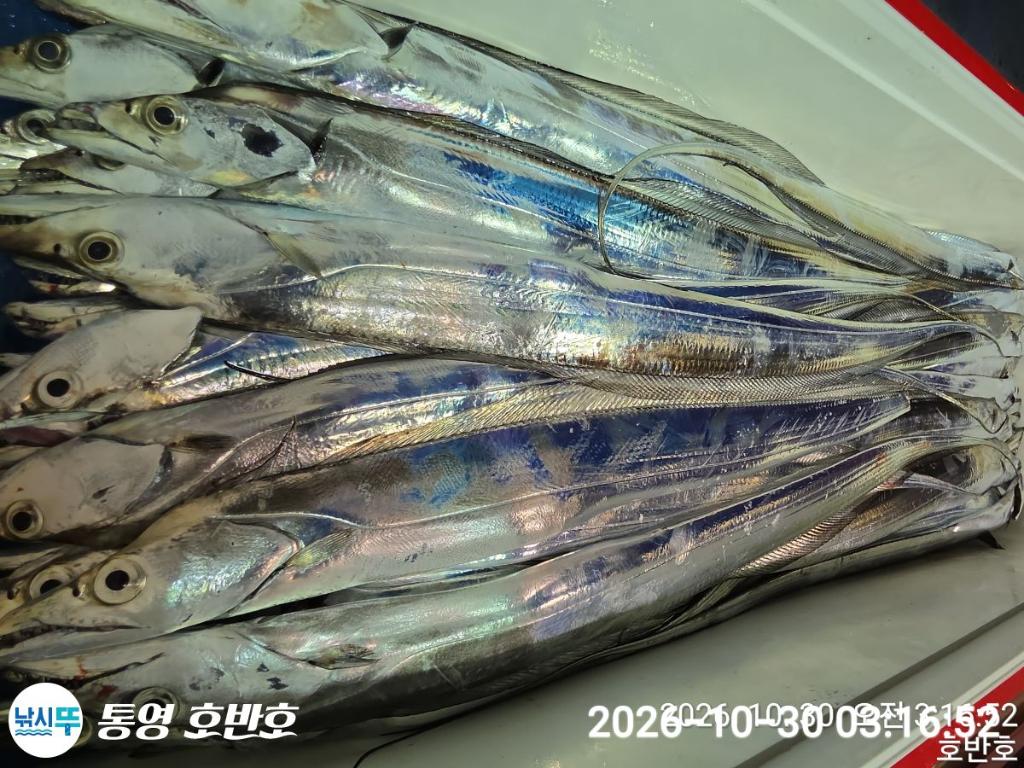 낚시뚜,갈치,통영 신전항,통영호반호,낚시뚜18