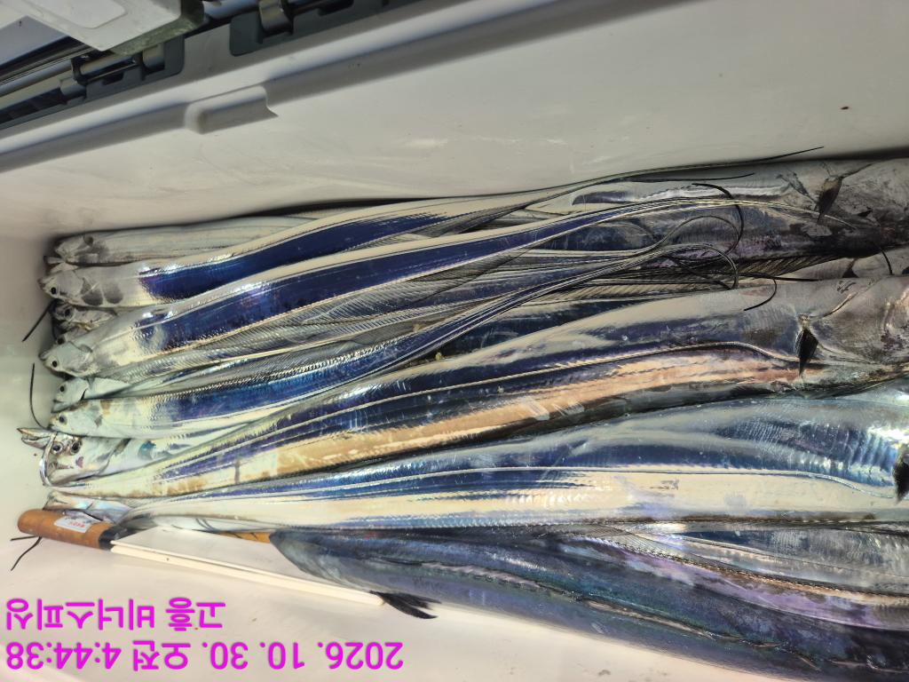 낚시뚜,,녹동항,비너스피싱,낚시뚜6