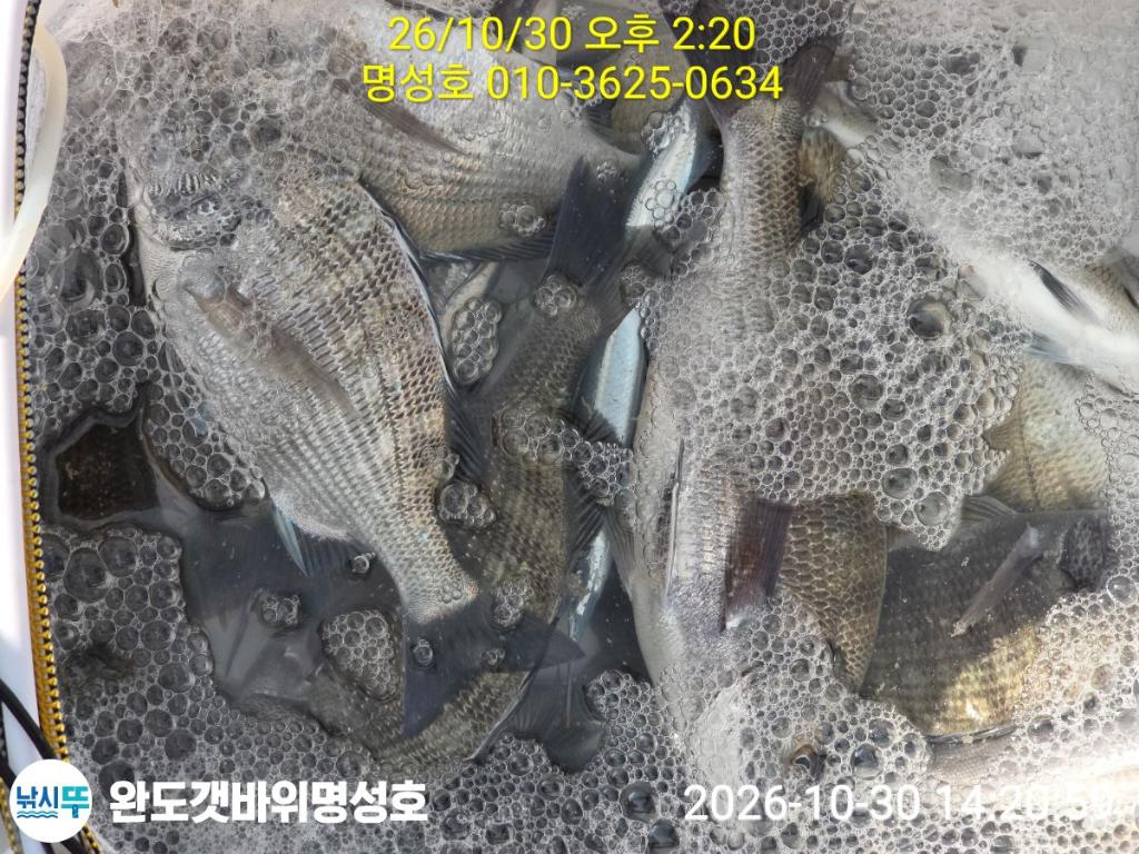 낚시뚜,감성돔,완도항,완도해남 명성호,낚시뚜4