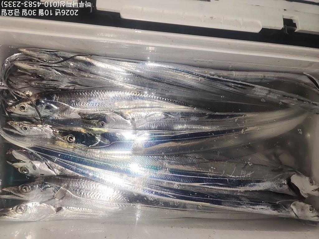 낚시뚜,갈치,속천항(진해),바루나피싱,낚시뚜9