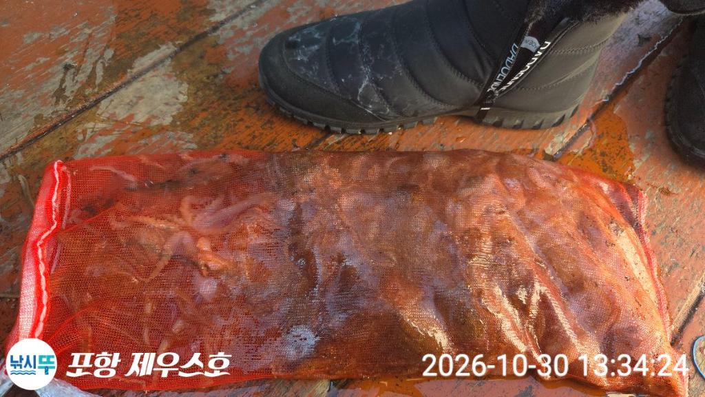 낚시뚜,쭈꾸미,영일만항,포항 제우스호,낚시뚜6