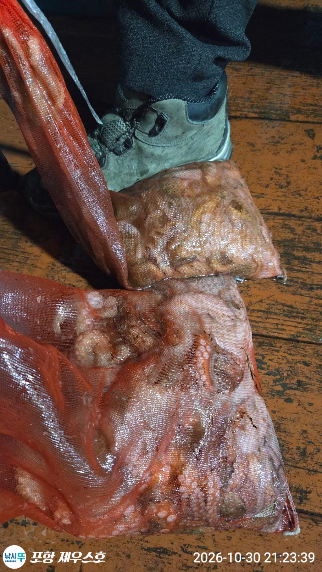 낚시뚜,돌문어,쭈꾸미,영일만항,포항 제우스호,낚시뚜5