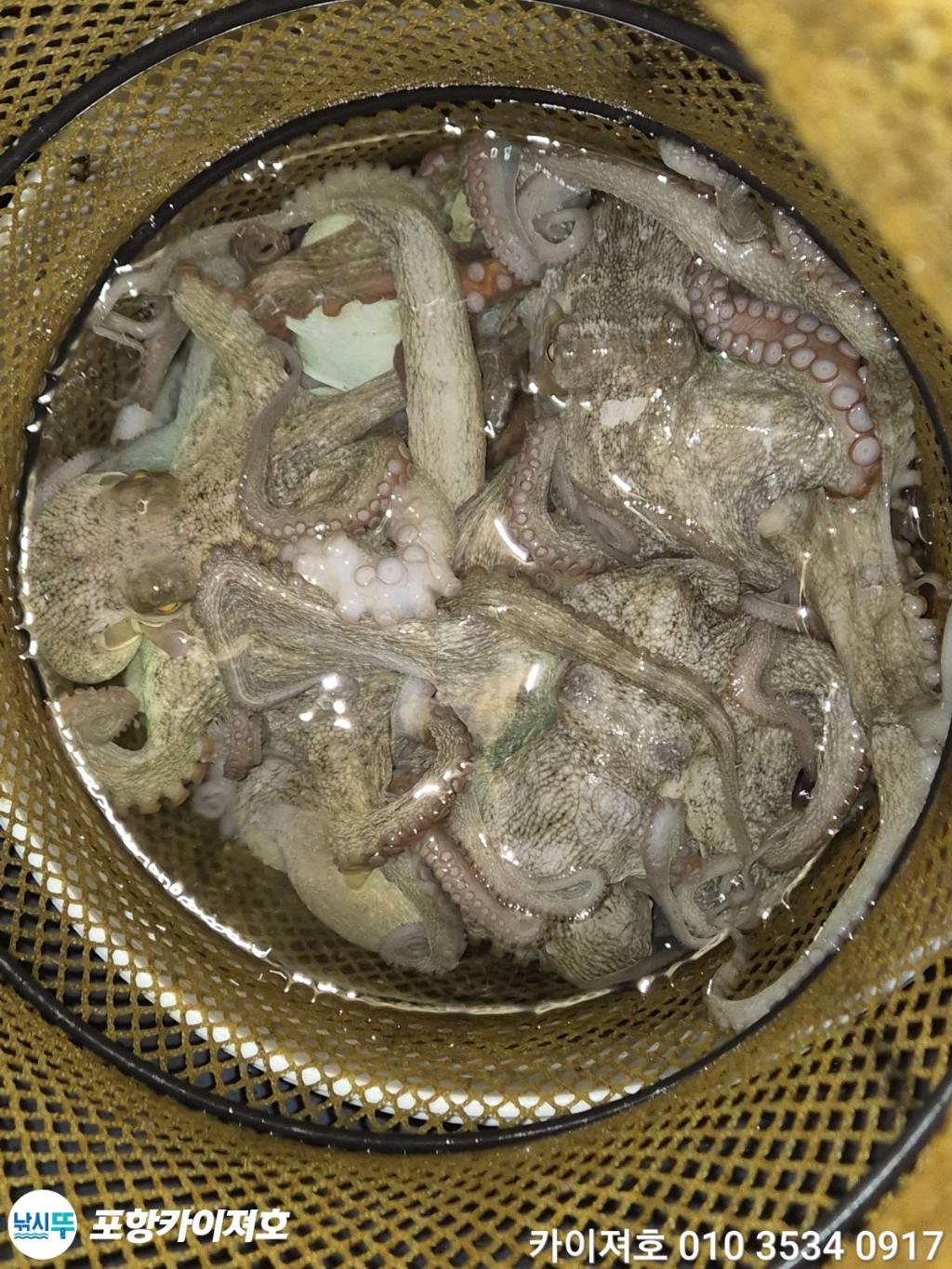 낚시뚜,기타 (직접입력),영일만항,포항카이져호,낚시뚜48