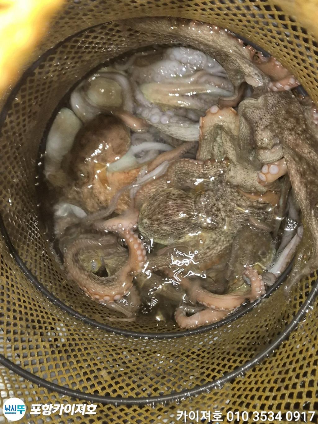 낚시뚜,기타 (직접입력),영일만항,포항카이져호,낚시뚜38