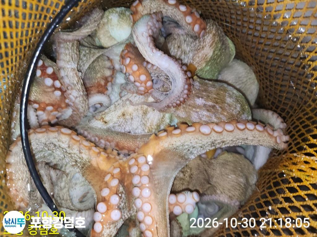 낚시뚜,돌문어,쭈꾸미,영일만항,포항 킹덤호,낚시뚜37