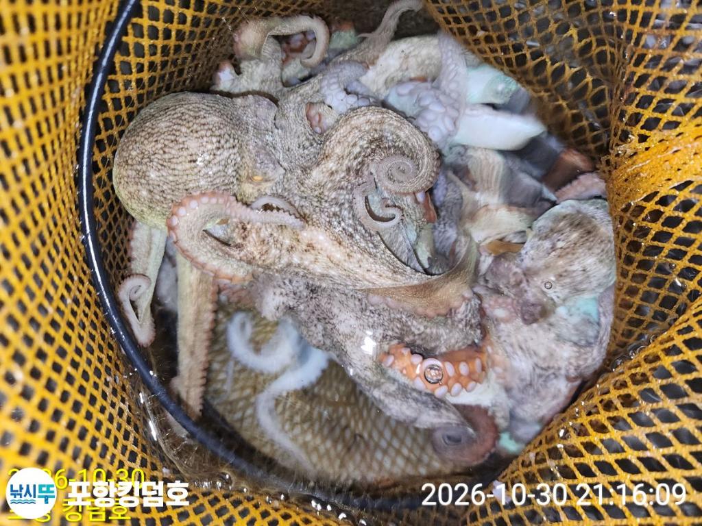 낚시뚜,돌문어,쭈꾸미,영일만항,포항 킹덤호,낚시뚜31