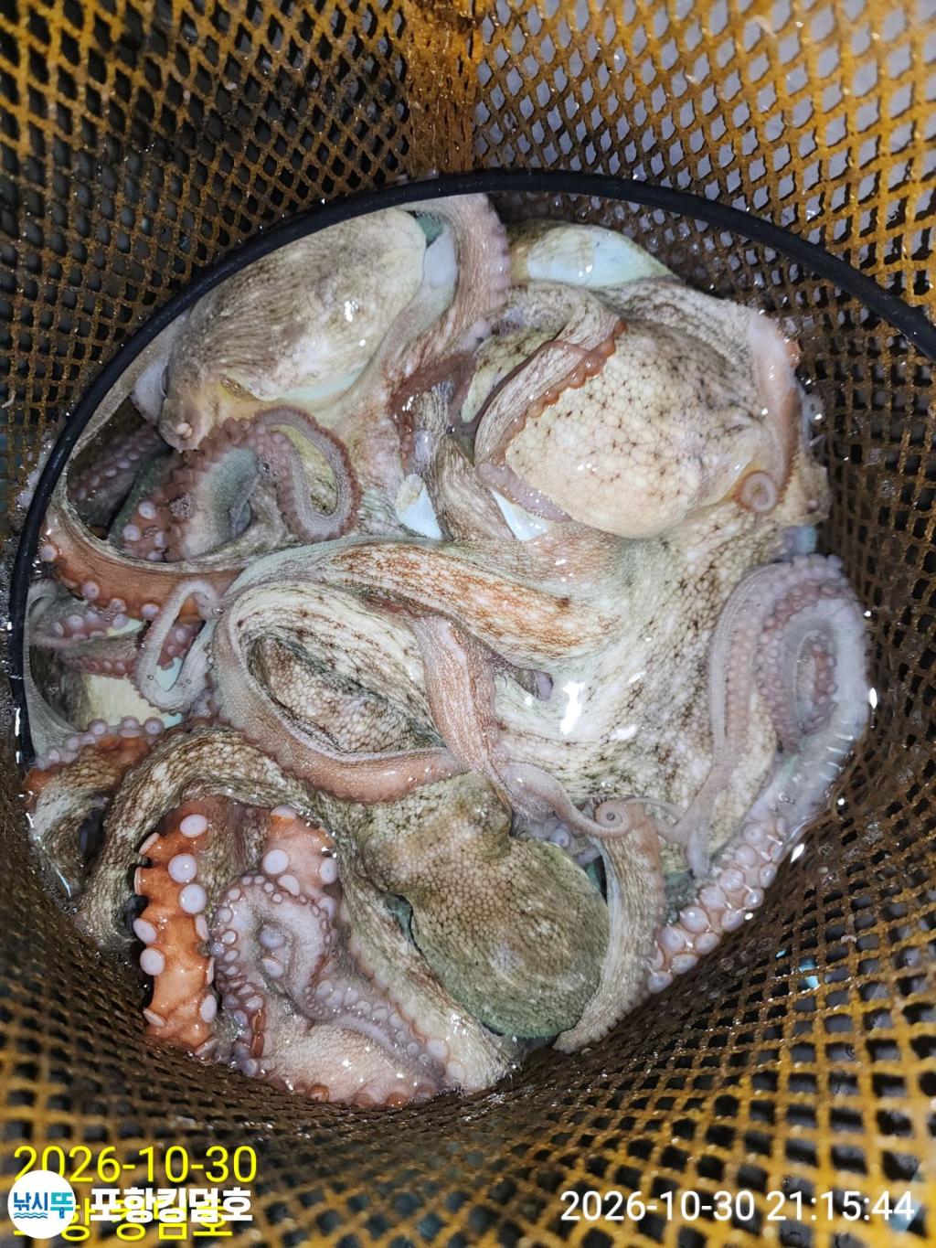 낚시뚜,돌문어,쭈꾸미,영일만항,포항 킹덤호,낚시뚜30