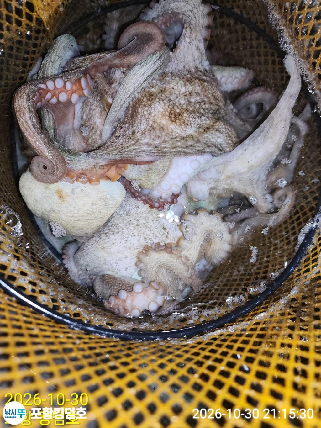 낚시뚜,돌문어,쭈꾸미,영일만항,포항 킹덤호,낚시뚜29