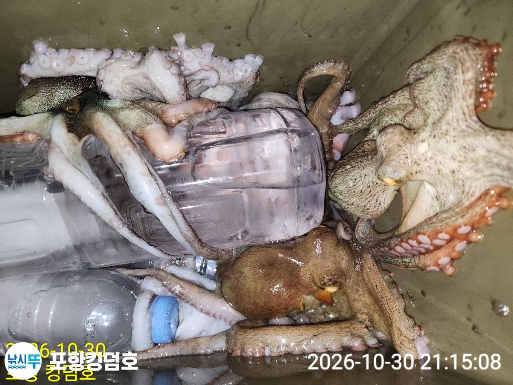낚시뚜,돌문어,쭈꾸미,영일만항,포항 킹덤호,낚시뚜28