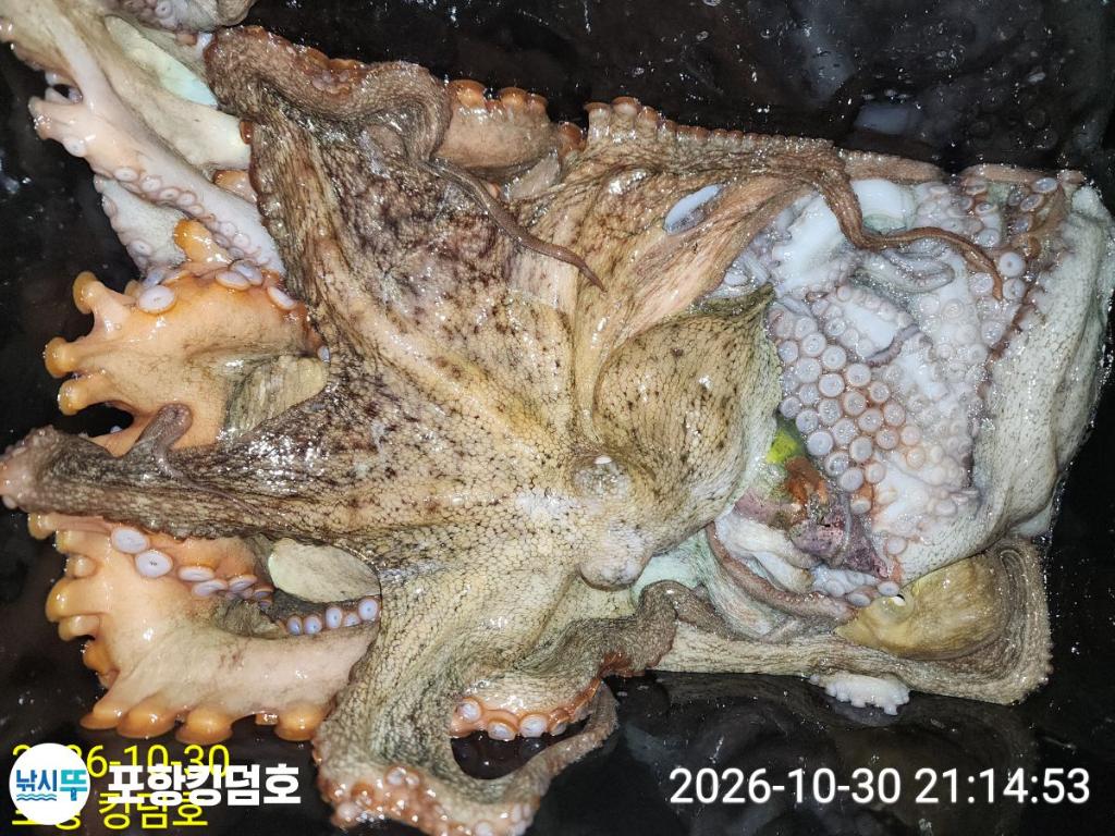 낚시뚜,돌문어,쭈꾸미,영일만항,포항 킹덤호,낚시뚜27
