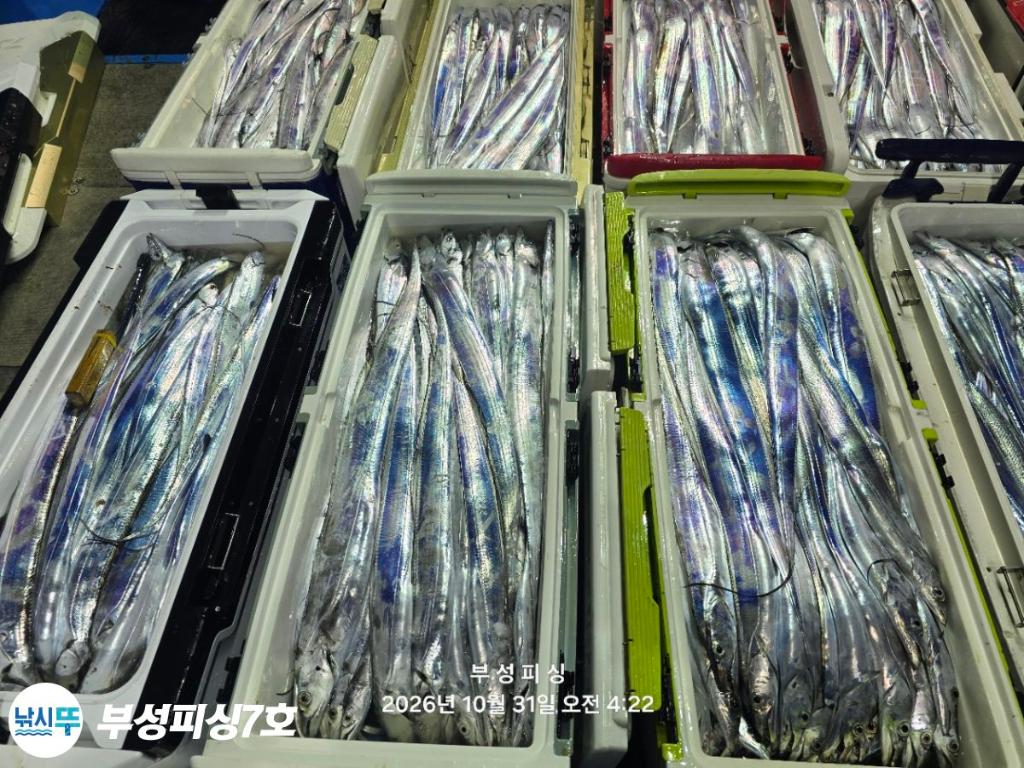 낚시뚜,갈치,통영영운리항,부성피싱7호,낚시뚜29