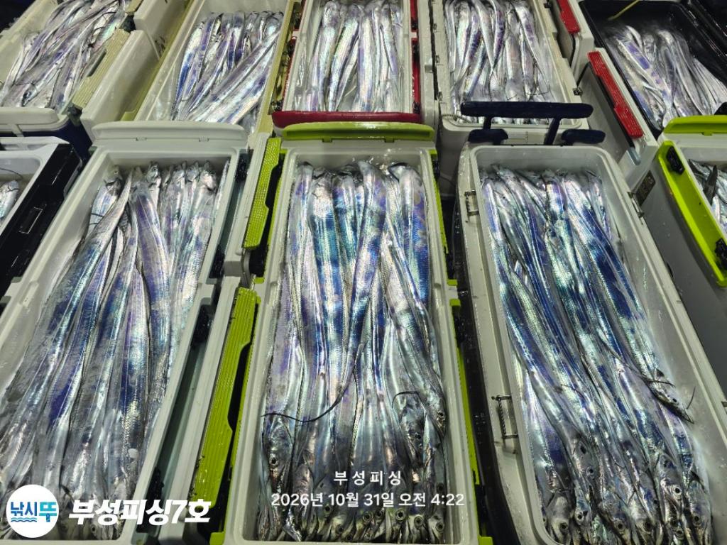 낚시뚜,갈치,통영영운리항,부성피싱7호,낚시뚜28