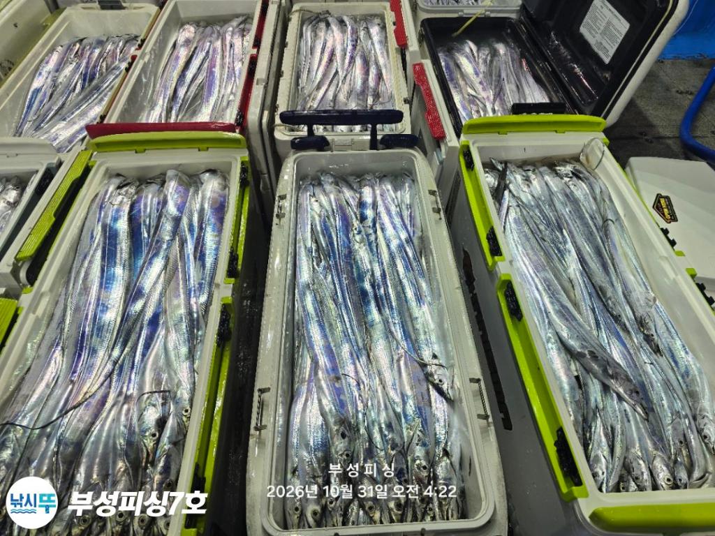 낚시뚜,갈치,통영영운리항,부성피싱7호,낚시뚜27