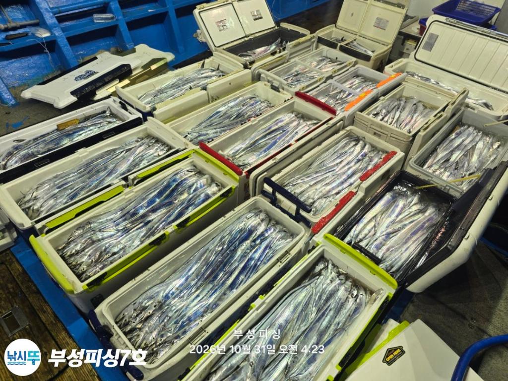 낚시뚜,갈치,통영영운리항,부성피싱7호,낚시뚜25