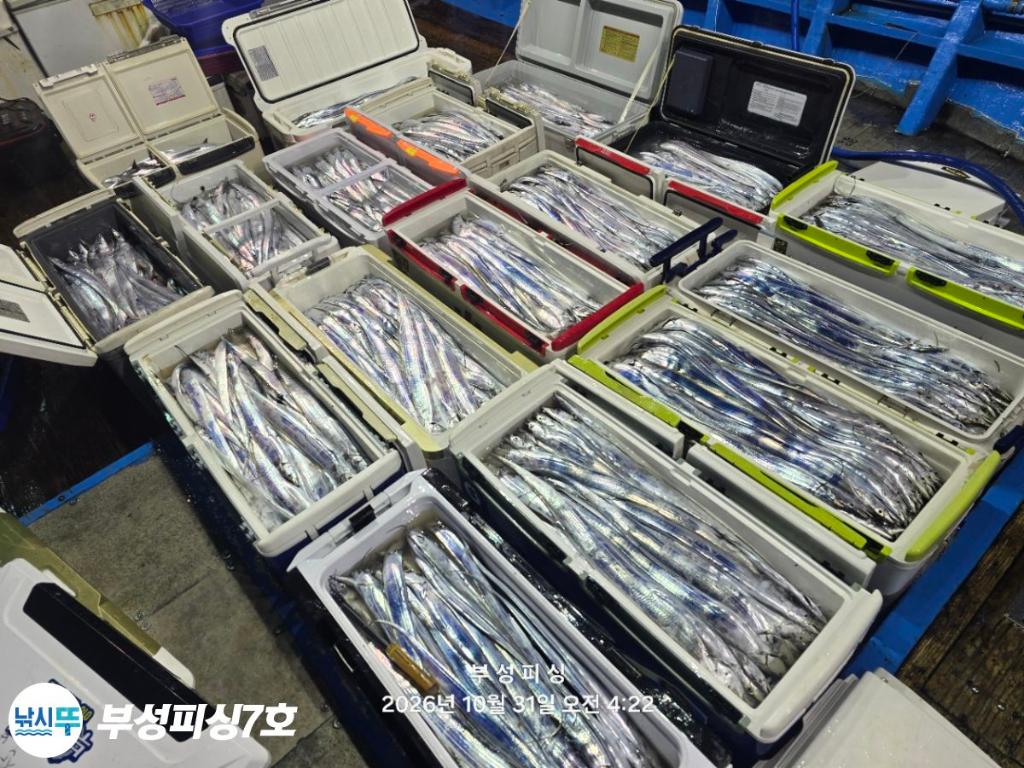 낚시뚜,갈치,통영영운리항,부성피싱7호,낚시뚜23