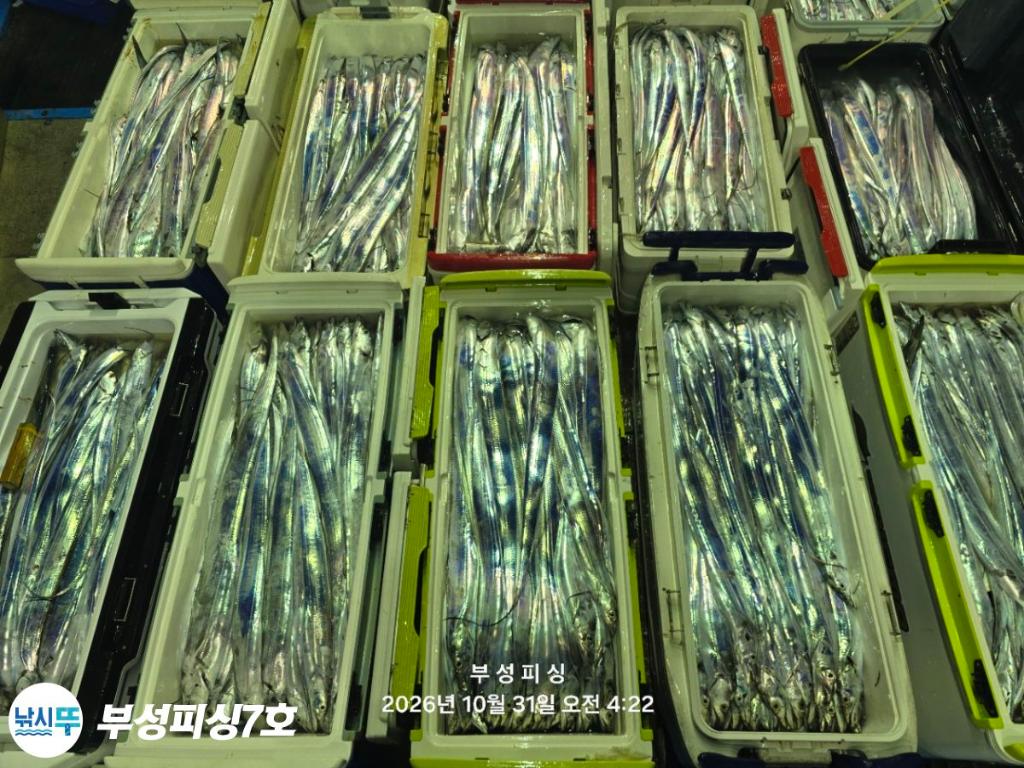 낚시뚜,갈치,통영영운리항,부성피싱7호,낚시뚜22