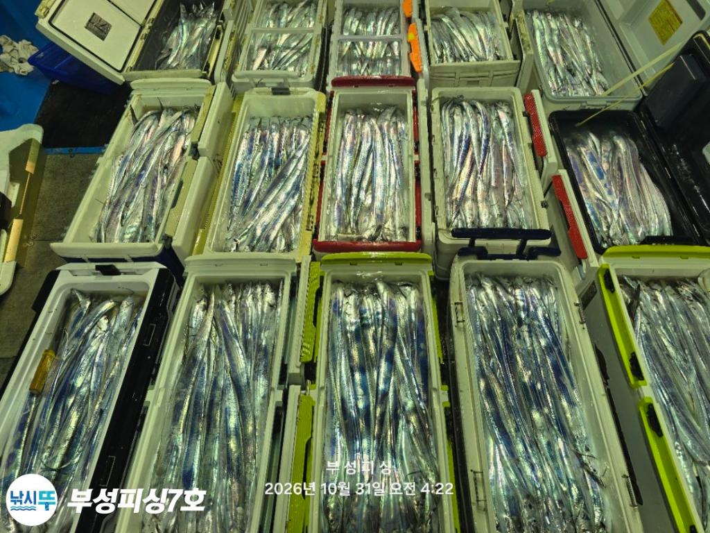 낚시뚜,갈치,통영영운리항,부성피싱7호,낚시뚜21