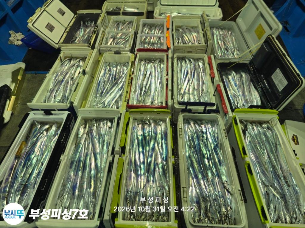 낚시뚜,갈치,통영영운리항,부성피싱7호,낚시뚜20