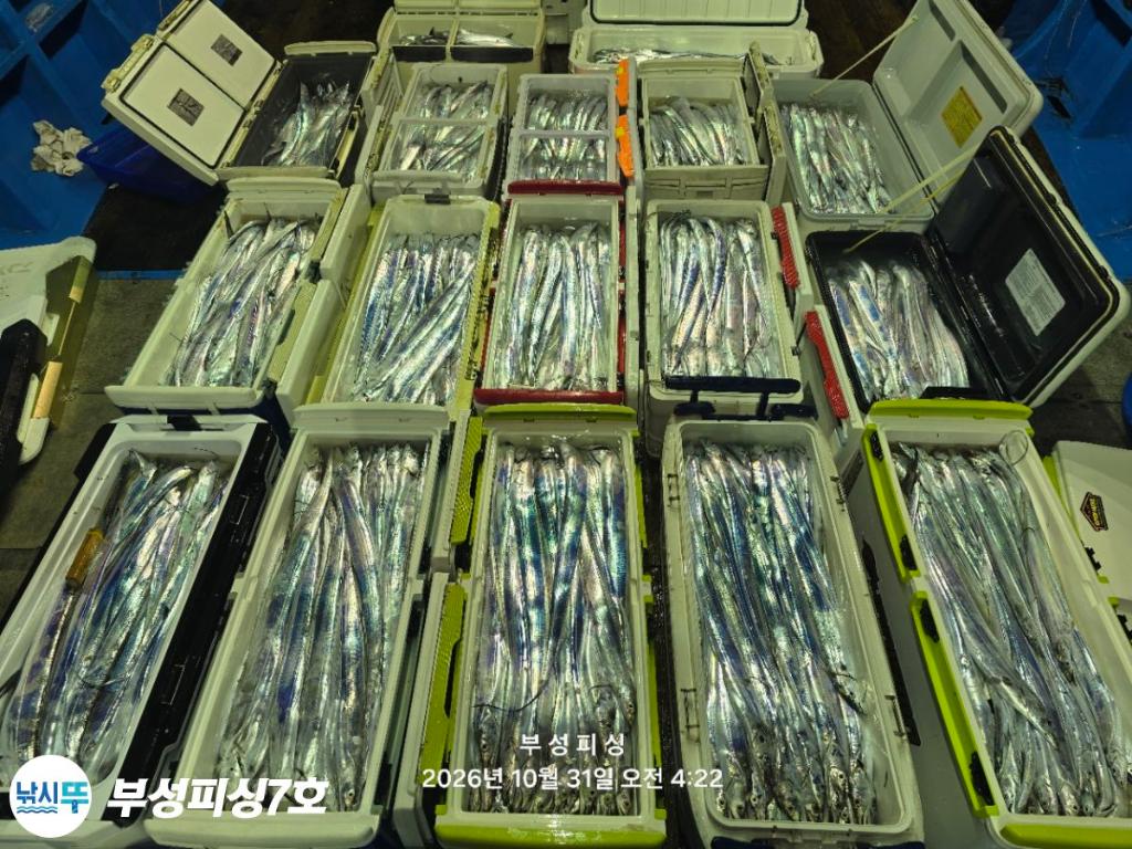 낚시뚜,갈치,통영영운리항,부성피싱7호,낚시뚜19