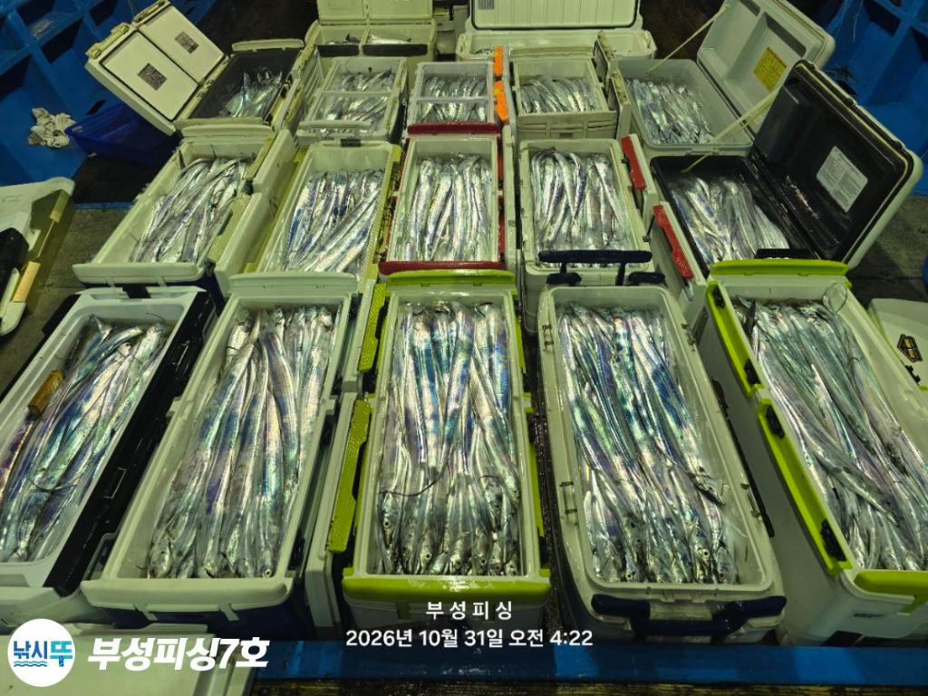 낚시뚜,갈치,통영영운리항,부성피싱7호,낚시뚜0