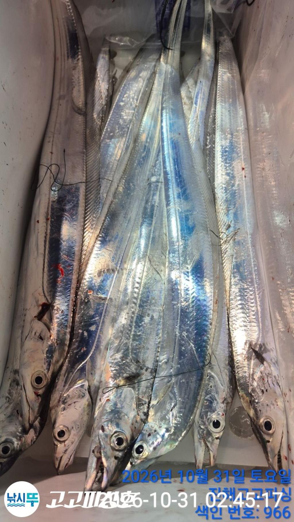 낚시뚜,갈치,속천항(진해),고고피싱호,낚시뚜16
