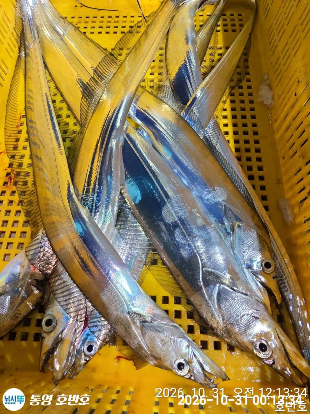 낚시뚜,갈치,통영 신전항,통영호반호,낚시뚜36