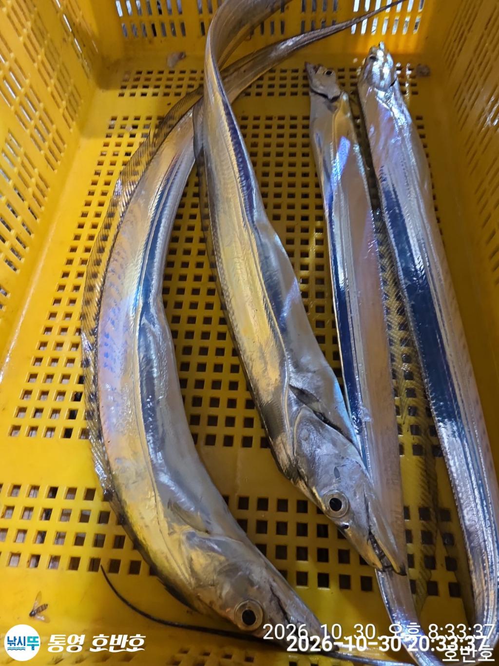 낚시뚜,갈치,통영 신전항,통영호반호,낚시뚜26
