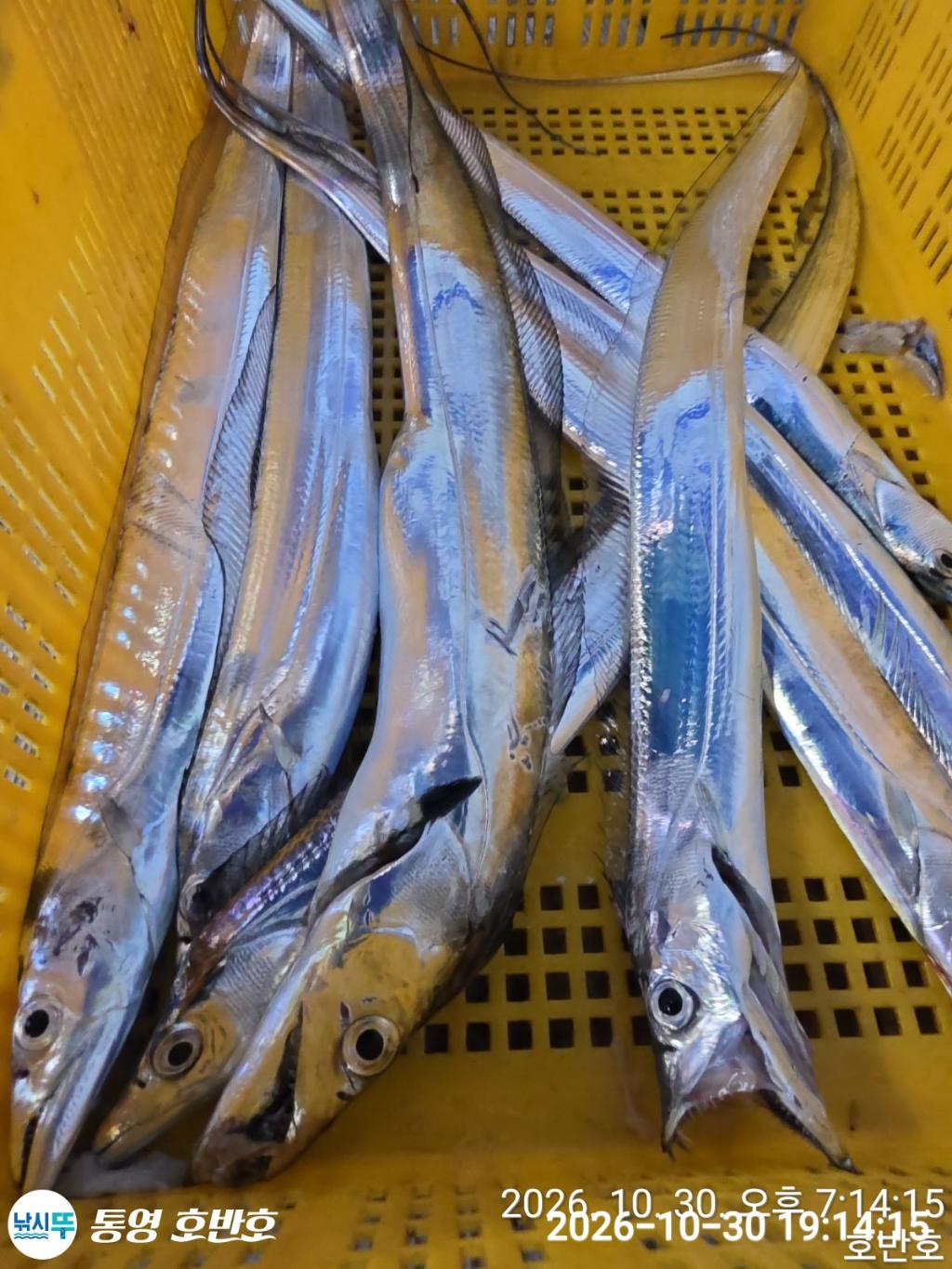 낚시뚜,갈치,통영 신전항,통영호반호,낚시뚜19
